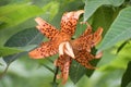 Tiger lilyPlant-  lilium Royalty Free Stock Photo