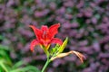 Tiger Lily with Purple Flowers in Background Royalty Free Stock Photo