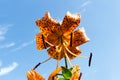 Tiger lily reddish-orange black-spotted flower.