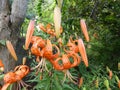 Tiger Lily - Smolinosy Royalty Free Stock Photo