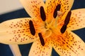Tiger Lily Stamen Abstract 06 Royalty Free Stock Photo
