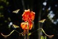 Tiger lily and swallowtail butterflies