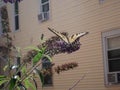 TIger lily swallowtail butterfly on purple flowering bush Royalty Free Stock Photo