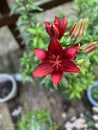 Tiger lily that was planted