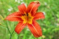 Tiger lily with water drops after the rain Royalty Free Stock Photo