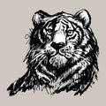 Tiger, lion face, portrait. Hand drawn black line art sketch. Exotic, predator face background, print, tatoo, logo. Trendy vector Royalty Free Stock Photo