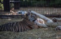 tiger and lion playing in a cage