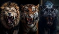 Tiger, lion and wolf growling photography on black background Royalty Free Stock Photo