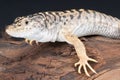 Tiger lizard Royalty Free Stock Photo