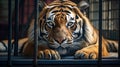 Tiger locked in cage. Lonely tiger in cramped jail behind bars with sad look. Concept of keeping animals in captivity