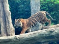 Tiger on the log at the Animal Kingdom Zoo Royalty Free Stock Photo