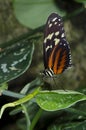 Tiger Longwing Butterfly