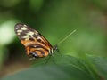 Tiger Longwing Butterfly