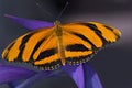 Tiger Longwing Butterfly Royalty Free Stock Photo