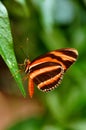 Tiger Longwing Butterfly,Dryadula phaetusa Royalty Free Stock Photo