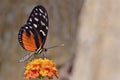 Tiger Longwing butterfly feeding on flower Royalty Free Stock Photo