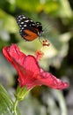 Tiger Longwing butterfly on flower Royalty Free Stock Photo