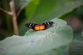 Tiger longwing butterfly, Heliconius hecale, on a plant