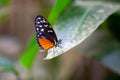 Tiger longwing butterfly, Heliconius hecale, on a plant