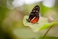 Tiger longwing butterfly, Heliconius hecale, on a plant