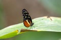 Tiger longwing butterfly, Heliconius hecale, on a plant