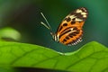 Tiger Longwing butterfly (Heliconius ismenius) Royalty Free Stock Photo