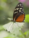 Tiger Longwing butterfly on leaf Royalty Free Stock Photo