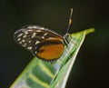 Tiger Longwing Butterfly on Thick Leaf Royalty Free Stock Photo