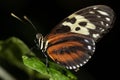 Tiger Longwing Butterfly Royalty Free Stock Photo