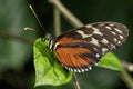 Tiger Longwing Butterfly Royalty Free Stock Photo