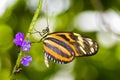 Tiger Longwing Butterfly Royalty Free Stock Photo