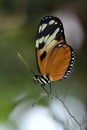Tiger Longwing butterfly on stem Royalty Free Stock Photo