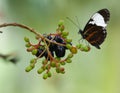 Tiger Longwing Golden Helicon butterfly Heliconius hecale Berries Royalty Free Stock Photo