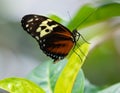 Tiger Longwing Golden Helicon butterfly Heliconius hecale Close