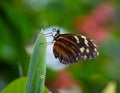 Tiger Longwing Golden Helicon butterfly Heliconius hecale Leaf