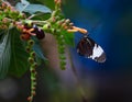 Tiger Longwing Golden Helicon butterfly Heliconius hecale Plant Royalty Free Stock Photo