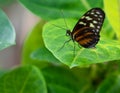 Tiger Longwing Golden Helicon butterfly Heliconius hecale Resting Royalty Free Stock Photo