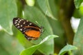 Tiger longwing - Heliconius hecale, beautiful orange butterfly