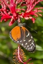 Tiger longwing (Heliconius hecale) on a flower Royalty Free Stock Photo