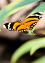 Tiger Longwing Heliconius hecale with open wings lies on leaf Royalty Free Stock Photo