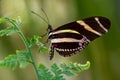 Tiger longwing Royalty Free Stock Photo