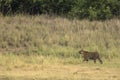 Tiger look for a prey in grassland in evening hours Royalty Free Stock Photo