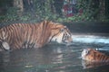 tiger look at tiger in pool