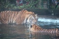 tiger look at tiger in pool