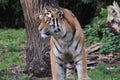 Tiger Look into wild