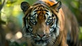 a tiger looking at the camera while walking around in the woods Royalty Free Stock Photo