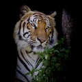 Tiger looking his prey and ready to catch it Royalty Free Stock Photo