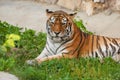 The tiger looks at the viewer with yellow eyes on a summer day. Royalty Free Stock Photo