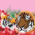 Tiger love mother father Royalty Free Stock Photo