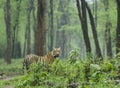 Tiger in a lush green forest at Tadoba Tiger reserve Maharashtra,India Royalty Free Stock Photo